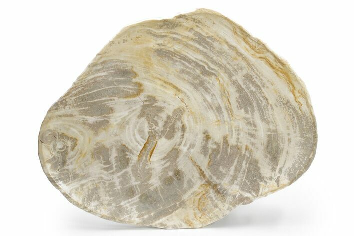 Tropical Hardwood Petrified Wood Dish - Indonesia #210603